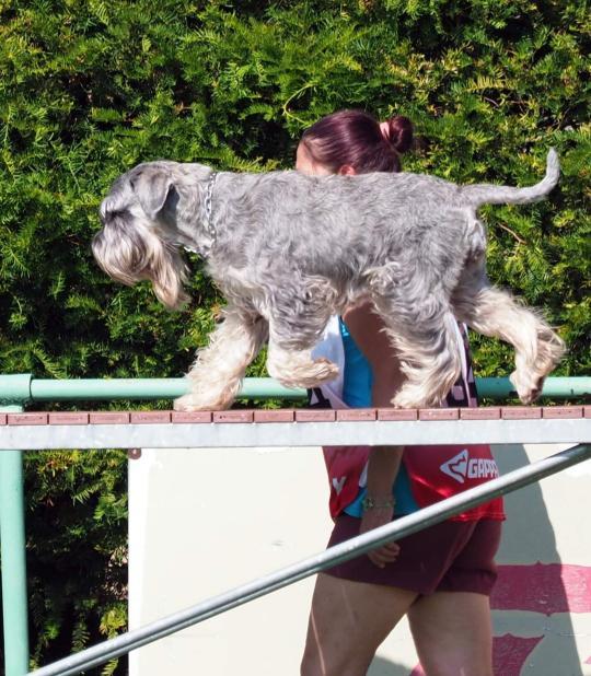 Šárka Matějovcová a Edith's Schnauzers ze Spořických luk
